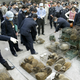 Chinese police confiscate civet cats and other butchered animals at a wild animal market in Guangzhou, the capital of China's southern province of Guangdong, January 5, 2004. Guangdong, which is monitoring is first confirmed SARS patient in months, will kill about 10,000 civets and to close wild animal markets to eliminate the possible source of the disease, state media said.